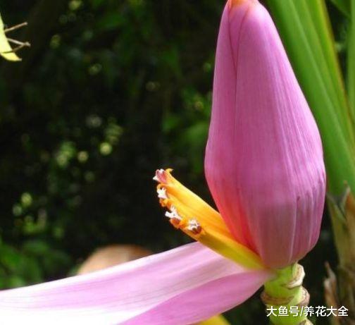 香蕉菠萝火龙果竟然是这么长出来的, 第一次见!