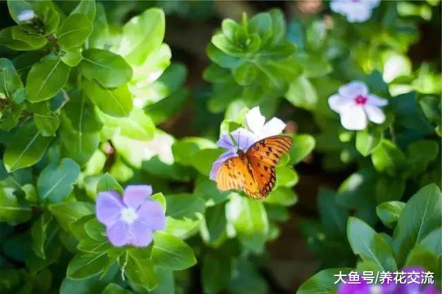 有这些方法保护家里的花草, 再也不怕它们被虫子吃掉了