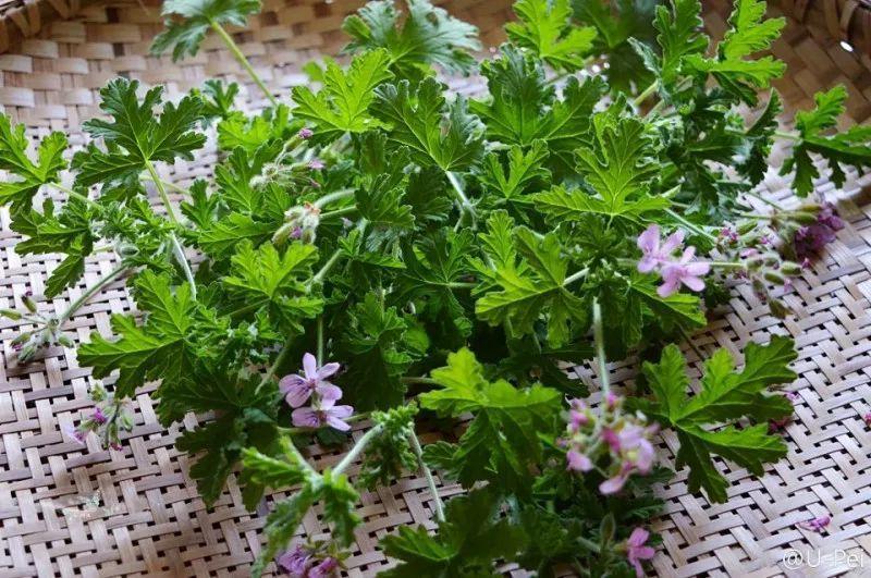 这8种花, 1盆顶个百宝箱, 夏天不养亏大了!