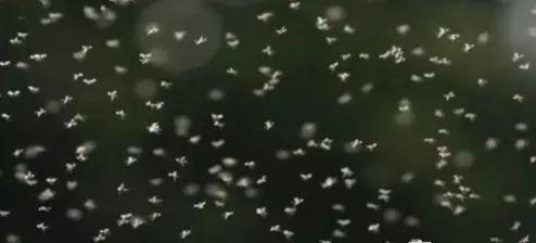 一些贫苦的非洲人, 由于没有午餐吃, 用这种生物当作午餐