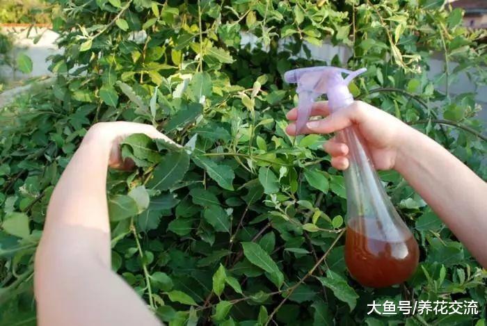 盆栽植物感染蚜虫不想喷药, 可用这十种有机的方法杀害虫
