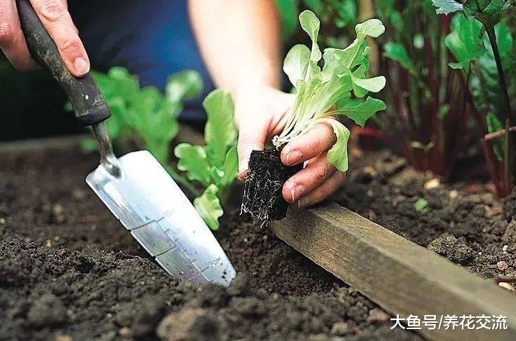 在阳台上养护盆栽生菜需要掌握的10个技巧