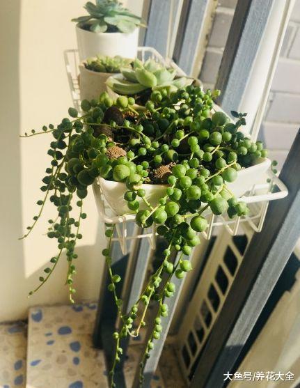 多肉也能吊着养? 做到这几点, 一不小心开满了阳台!