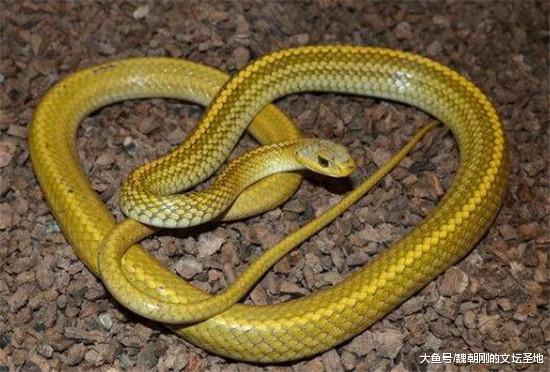 中国最稀有的三个动物姓氏: 第二个姓的人, 都不