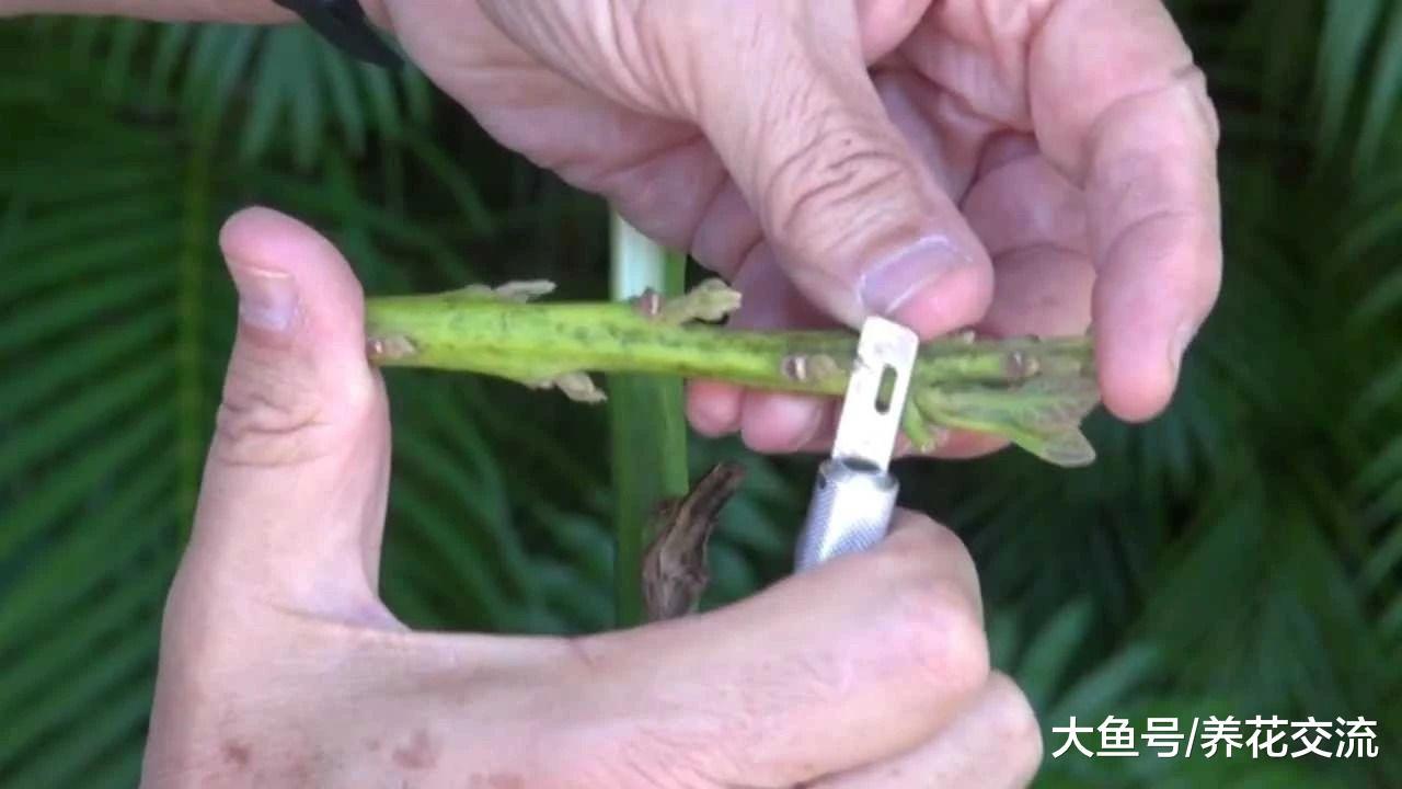 想要在院子里种出特别容易结果的盆栽果树, 这5种就很适合
