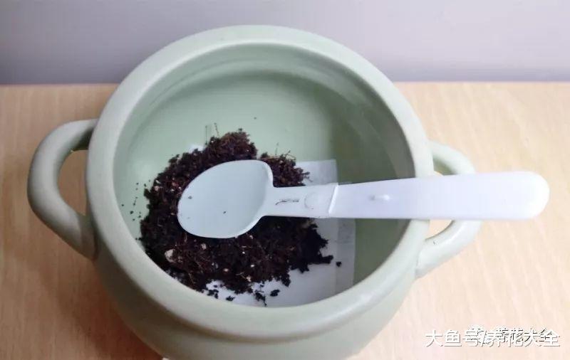 花盆里加点这个, 不烂根不黄叶, 轻松养满盆!
