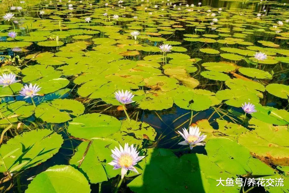 9种养在水中很难养死的水生植物, 还能开出精致的花朵
