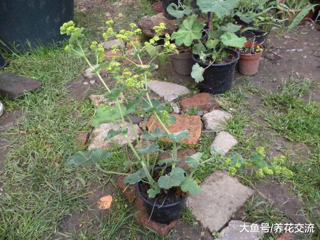 非常容易生长的斗篷草, 没想到在花店这么受欢迎