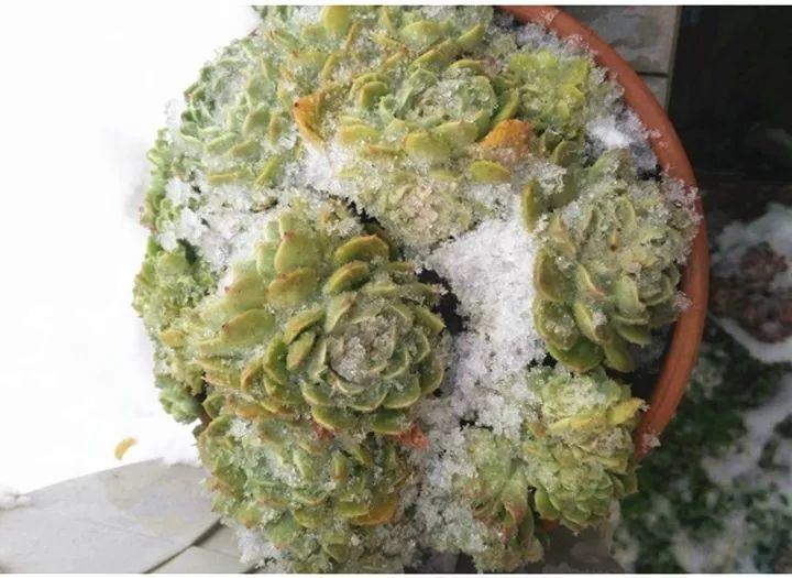 姐姐把多肉放雪地里, 冻了3天竟然更胖, 太任性!