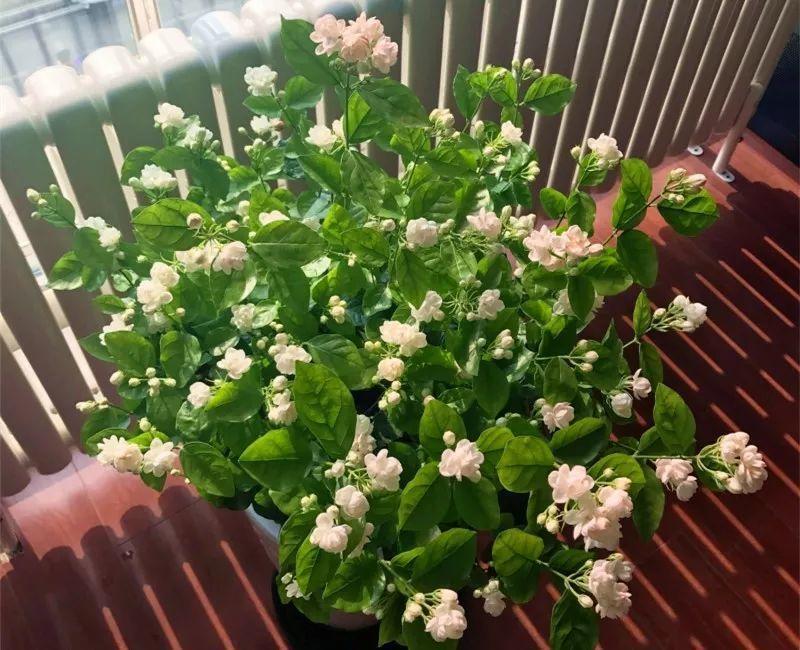 这几种花别大意, 夏天这样养, 越长越茂盛!