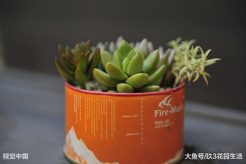 懒一点才能养好多肉植物