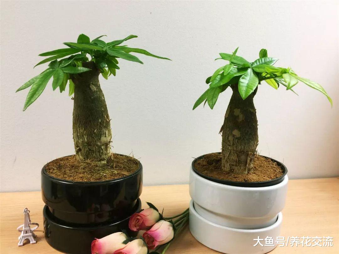 特别容易生长的发财树, 在室内低光照的环境下也能生长旺盛