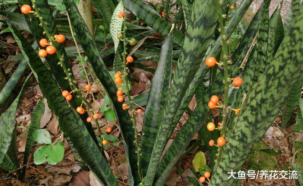 虎皮兰促进开花结果的几个技巧, 冬季的养护非常关键