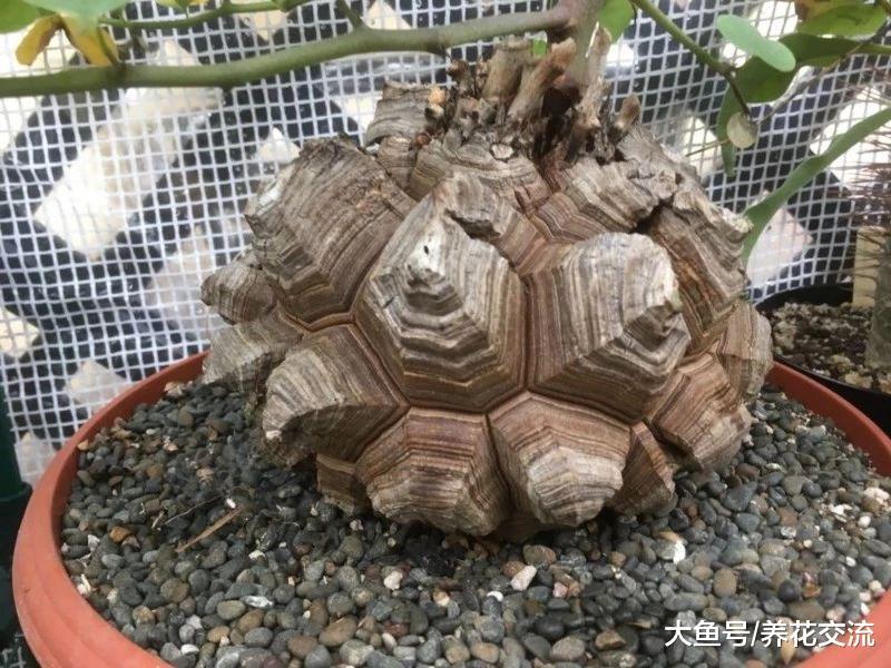 养龟甲龙盆栽特别有趣, 像是在龟壳上种爬藤植物