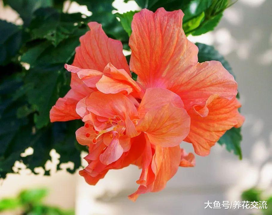 扶桑花盆栽要怎么浇水, 如何保证经常开花