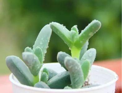 多肉怎么养才能颜色亮丽, 达到胖乎乎萌萌哒的水准呢?