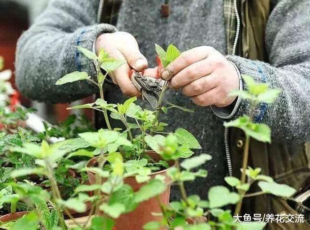 丹参特别容易繁殖, 养花盆里随便剪一段茎几天繁殖成新的盆栽