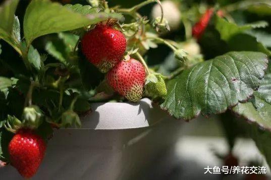 6种可以在阳台上快速生长的盆栽水果