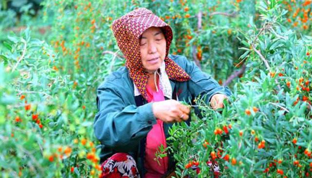 女人更年期提前? 葛根和“它”泡水, 补充雌激素, 保养卵巢防早衰