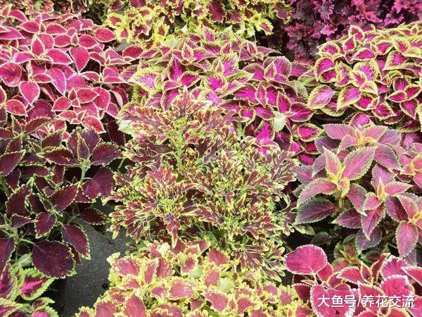 阴凉的院子、阳台特别适合养这12种花, 容易存活, 还能开花不断