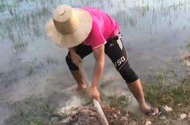 男子在池塘边挖了个坑剁了点肉进去, 第二天得到这东西, 开心坏了