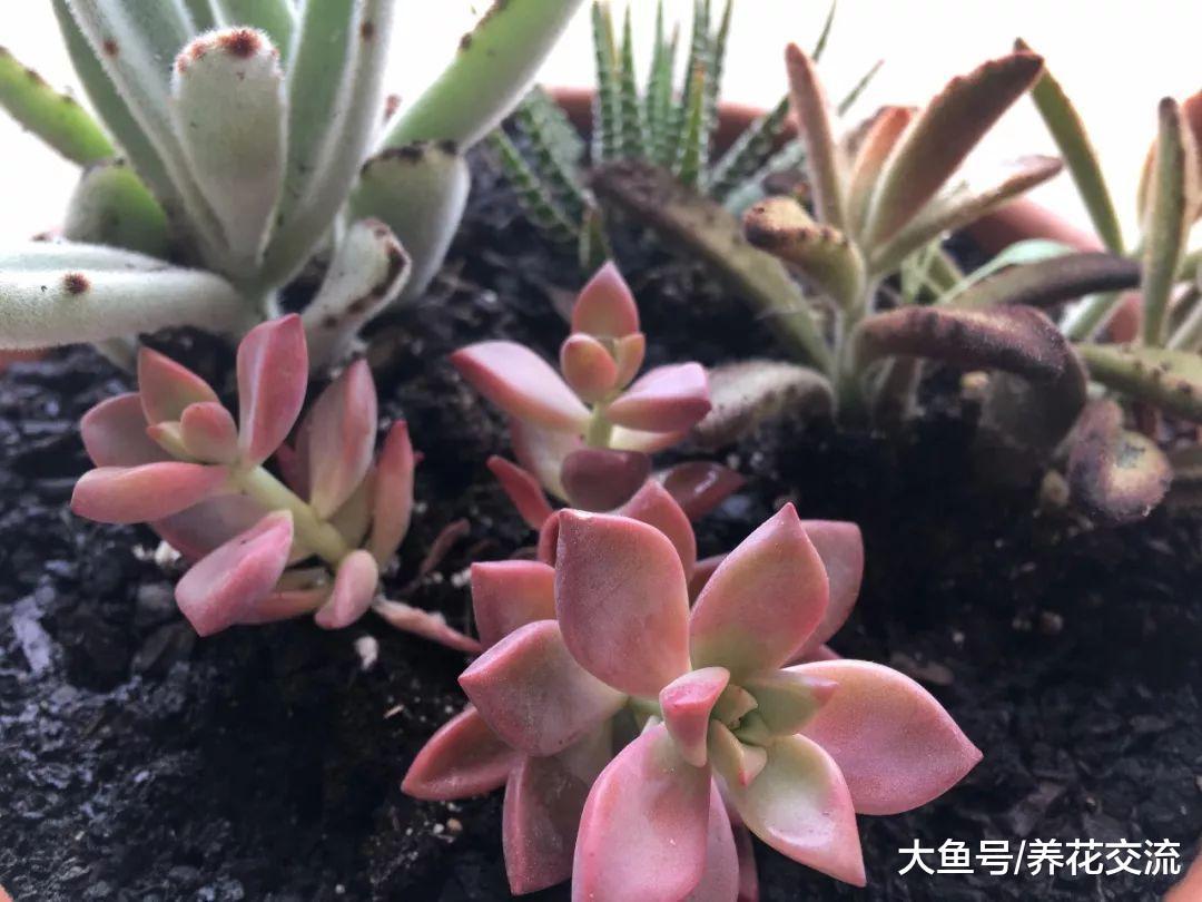 新手养护多肉和仙人掌植物常见的7种错误方法