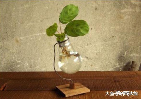 花盆不用买, 自己在家就能做, 省钱又环保!