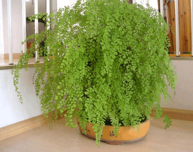 光线不好不能养花? 错了, 这4种植株喜阴长更旺!
