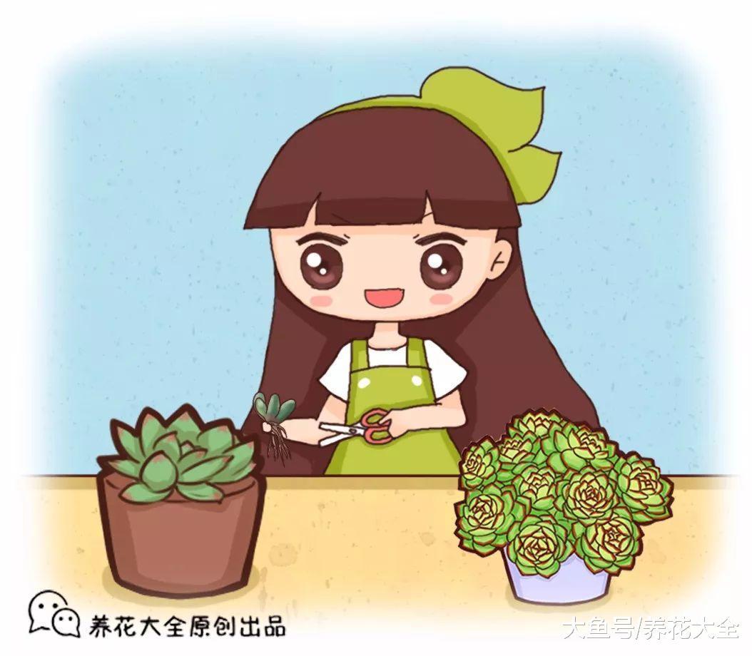 多肉不修根难怪养不好, 教你几招, 蹭蹭长满盆!
