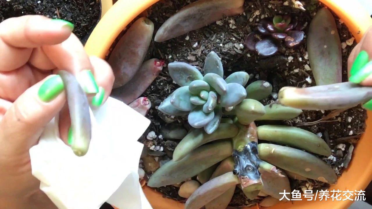 养家里的盆栽植物长霉菌怎么办, 是什么原因引起的?