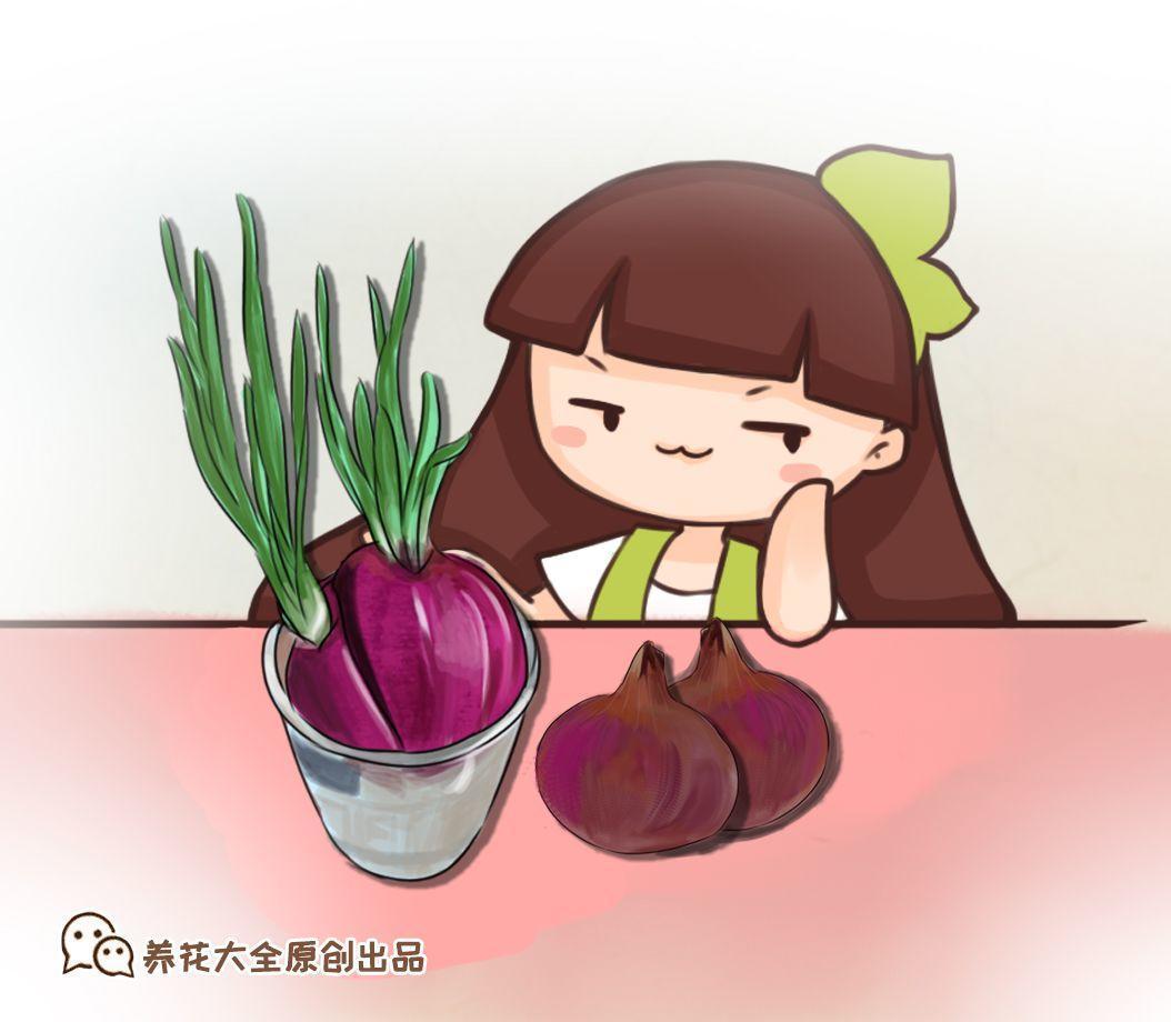 1个洋葱丢盆里, 花朵砰砰开, 一下能变2个头!