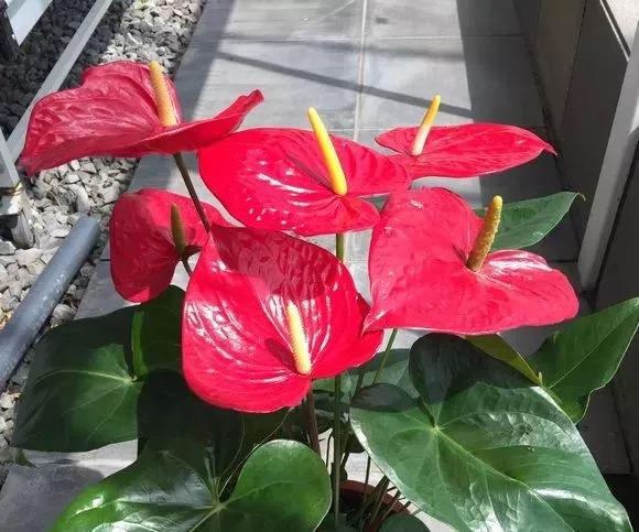 这10种“发财花”, 最适合养在家里, 喷喷水就能长得好!