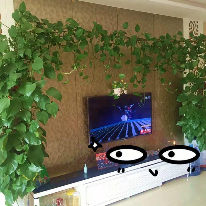 1瓢水1根绳, 绿萝养成电视墙, 亲朋好友谁见谁夸!