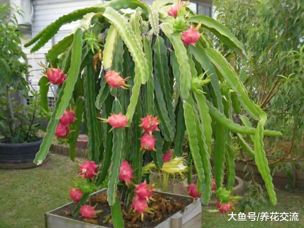 7种可以栽种在门廊前的盆栽果树, 南北方的朋友都有得选