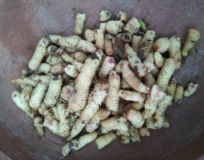 打翻花盆, 里面挖出一堆“虫”, 没想到埋土里就发芽!