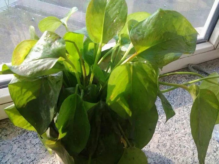 绿萝不抗冻, 及时戴个“帽子”, 恢复绿叶有精神!