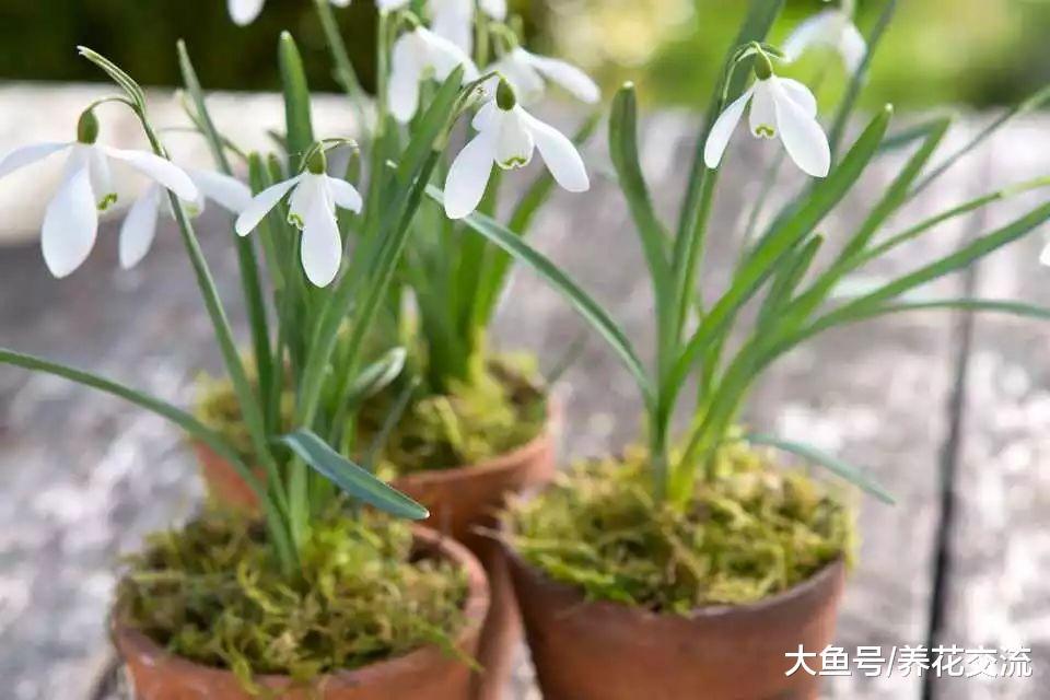 春天开花的8种花卉, 阳台变得五彩缤纷, 你种了哪几种呢?