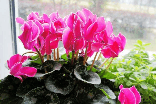 冬天给这3样花“剪个头”, 枝条虽“光”了, 来年芽蹿更多!