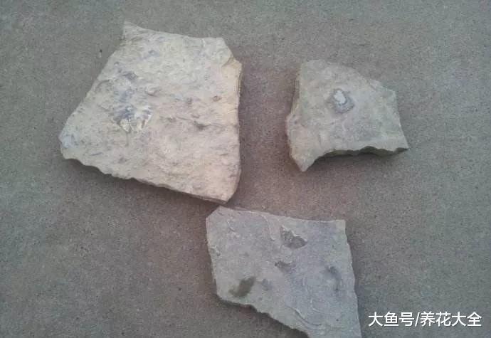 你家的花丑成“梅超风”? 学1招, 花朵呼呼开不见叶!