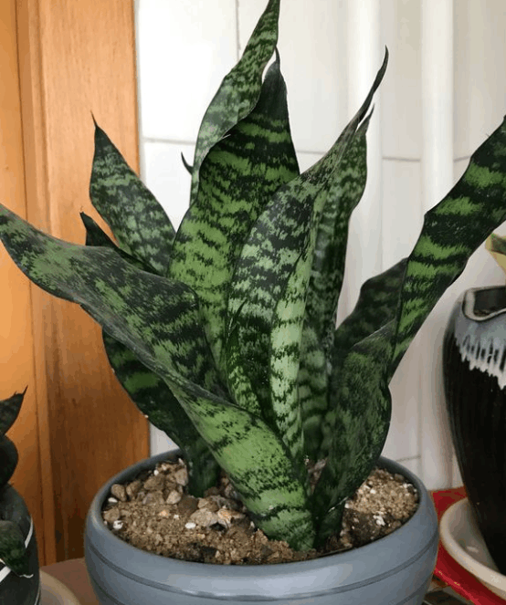 虎皮兰用对肥, 叶子又宽又厚, 花边不减反增!