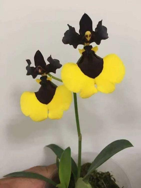 这些花才是“锦鲤”, 养2盆在家里, 将幸运进行到底!