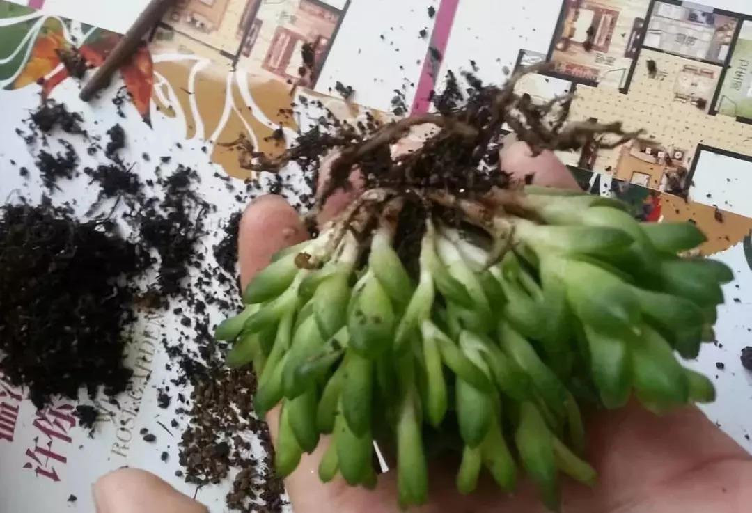 初秋给花扒层皮, 1盆秒变20盆, 省老多钱了!