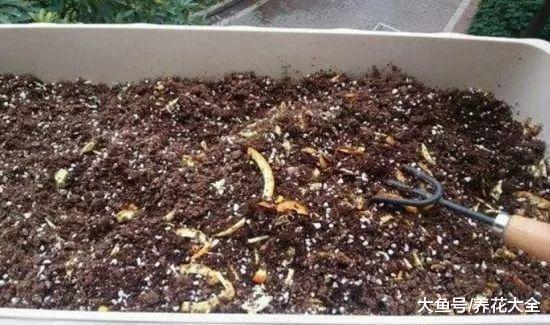 不知道该买什么花肥? 那不如试试自己做, 比买的还好用!