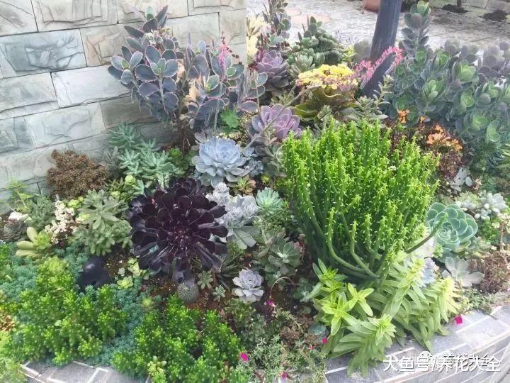 她用多肉, 把家里的花坛变成了森林!
