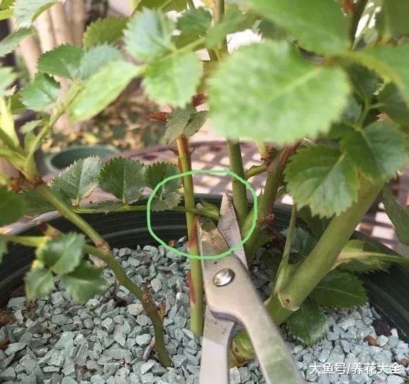 月季栀子咔嚓来1刀, 花苞蹭蹭冒, 爆盆啦