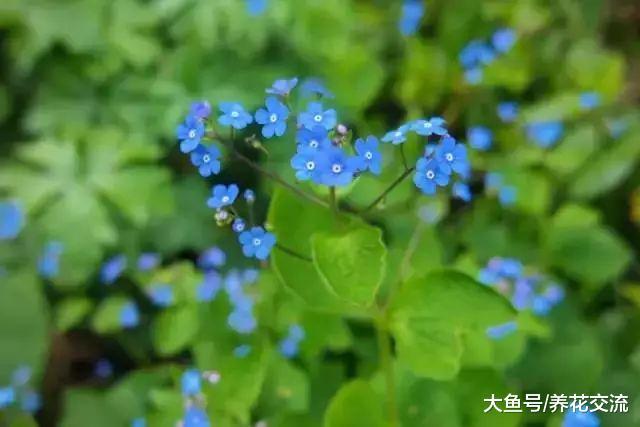 这些花在阴凉的环境下就能开花旺盛, 不用羡慕其他人