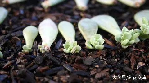 多肉植物的叶片如何变成精致的小盆栽, 养护有什么需要注意的事项
