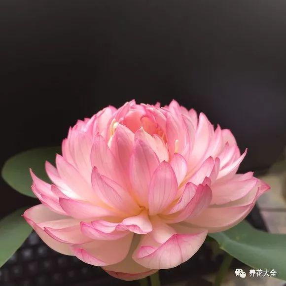 夏天就养它, 花开一朵比拳头还大, 越热越爆盆!