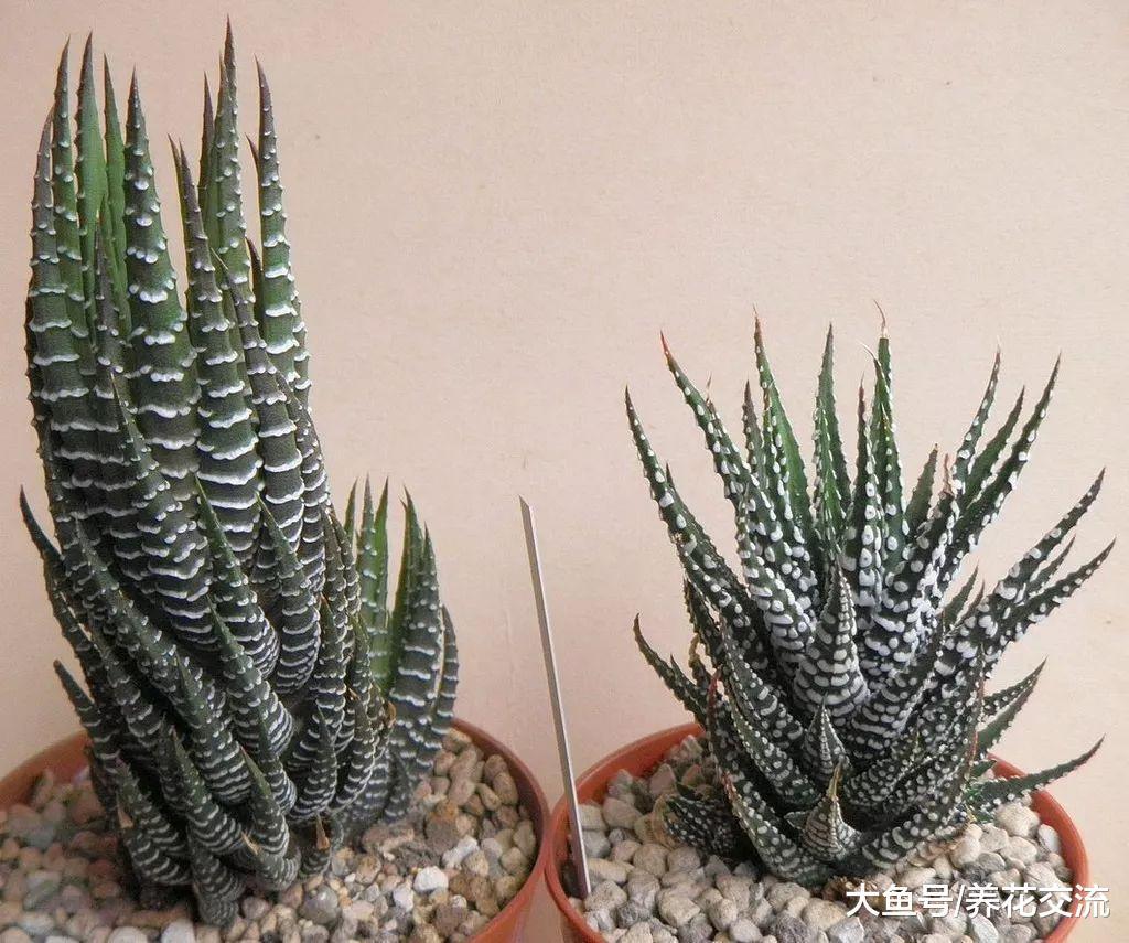 叶子上有斑马条纹的芦荟盆栽, 常年不浇水也能存活