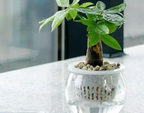 水培植物放进去这些东西, 不黄叶、不烂根, 想活几年都不成问题!